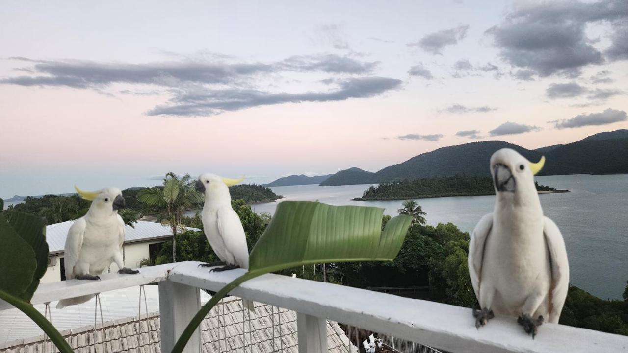 The Haven View - Airlie Beach Eksteriør bilde